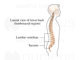 Lower Back