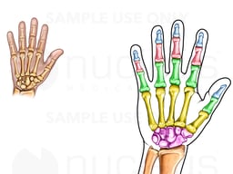 Anatomy of the Hand and Wrist Bones