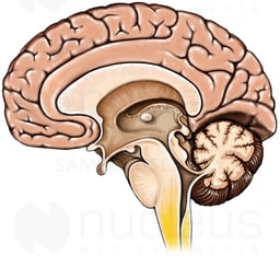 Brain with Brainstem, Mid-line Cut-away View