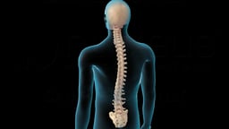 Anatomy of the Spinal Column