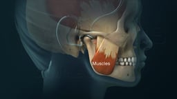 Temporomandibular Joint (TMJ) and Associated Muscles