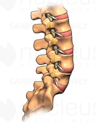 Lumbar Vertebrae and Sacrum, Lateral View