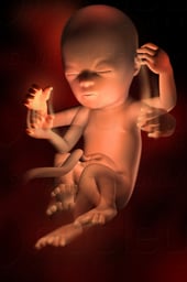 Week 18 in Fetal Development - Movement