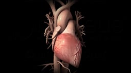 Anatomy of the Heart and Major Vessels