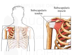 The Subscapularis Muscle and Tendon