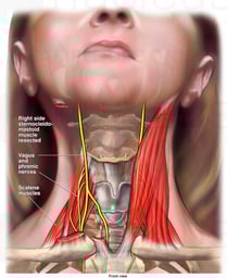 Vagus and Phrenic Nerves in the Neck Region -