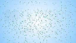 Semen Analysis (Sperm Count)