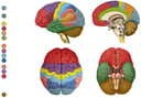 Anatomy and Functional Areas of the Brain