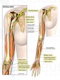 Anatomy of the Right Arm
