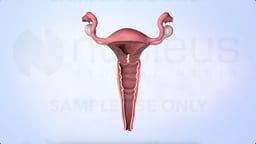 Menstrual Cycle: A Brief Definition