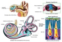 Anatomy of the Inner Ear