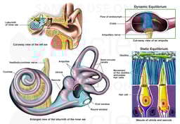 Anatomy of the Inner Ear