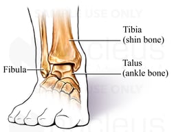 Anterior (Front) View of Ankle Joint
