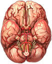 Brain with Arteries and Cranial Nerves, Inferior View