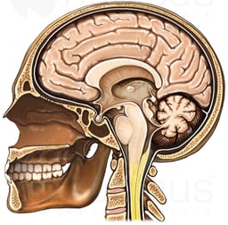 Skull with Brain, Mid-line Cut-away View