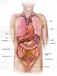 Normal Internal Anatomy
