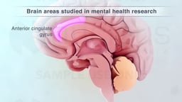 Anterior Cingulate Gyrus: Brain Area Studied in Mental Health Research