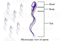 Spermatozoa