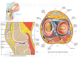 Anatomy of the Knee Joint