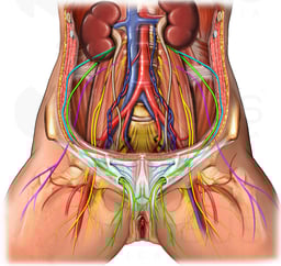 Nerves of the Female Pelvis