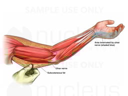 Ulnar Nerve