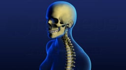 Regions of the Spine - Female Version