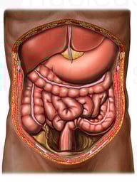 Anatomy of the Abdomen: Male