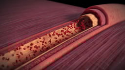 Cross-Sectional Anatomy of an Artery with Surrounding Muscle Tissue