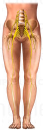 Lower Extremities with Pelvic Nerves