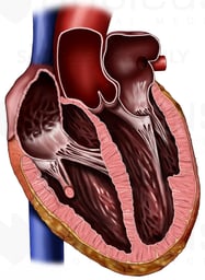 Heart, Anterior Cut-away View