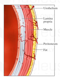 Anatomy of the Bladder