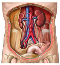 Anatomy of Retroperitoneal Space and Organs