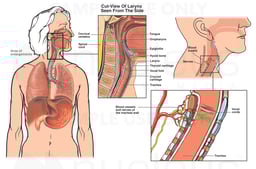 Anatomy of the Larynx and Vocal Cords