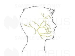 The Facial Nerve