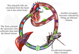 Malaria Cycle
