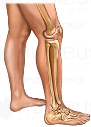 Bones of the Leg, Knee, and Foot with Skin: Lateral View