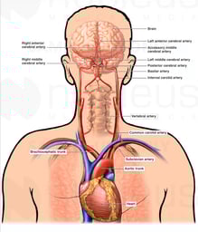 Blood Supply of the Brain
