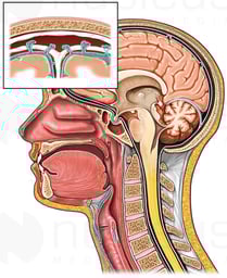 Normal Anatomy of the Brain, Spinal Cord and Meninges