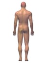 Anatomy of the Nervous System, 3D Posterior Male