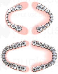 Comparison of Primary (Baby) and Permanent Teeth