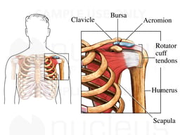 Shoulder with Bursa