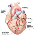 Anatomy of the Heart and Coronary Arteries