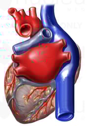 Posterior View of Heart