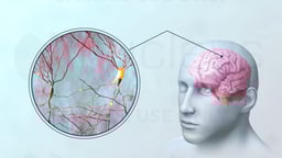 Neural Network within the Cerebral Cortex