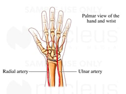 Radial and Ulnar Arteries of the Wrist