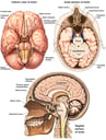Normal Anatomy of the Brain and Cranium