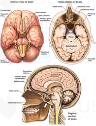Normal Anatomy of the Brain and Cranium