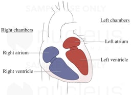 Chambers of the Heart