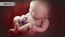 Fetus at Week 32 of Pregnancy