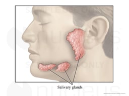 Salivary Glands